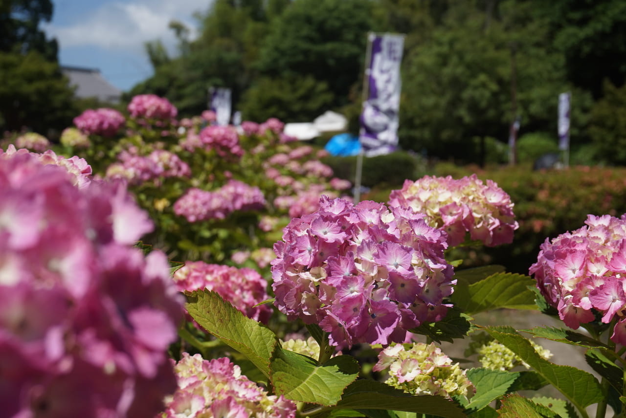 亀山菖蒲園紫陽花