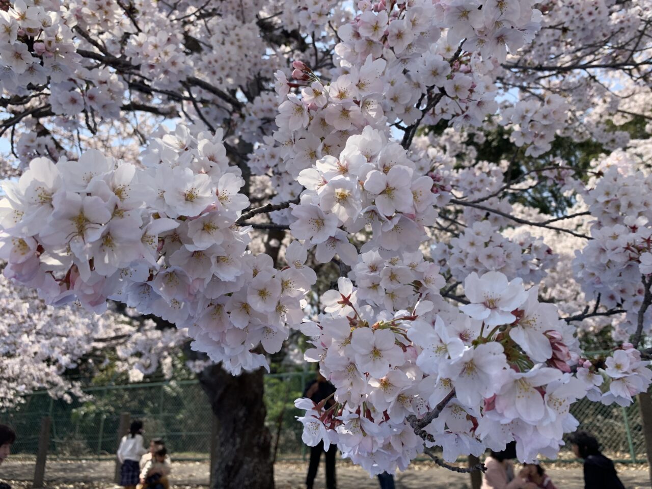 鈴鹿さくら祭り