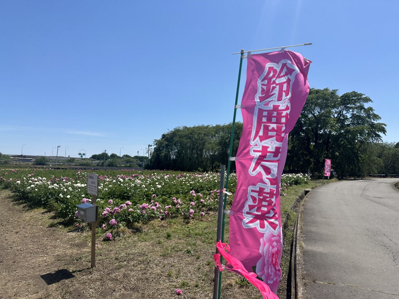鈴鹿芍薬