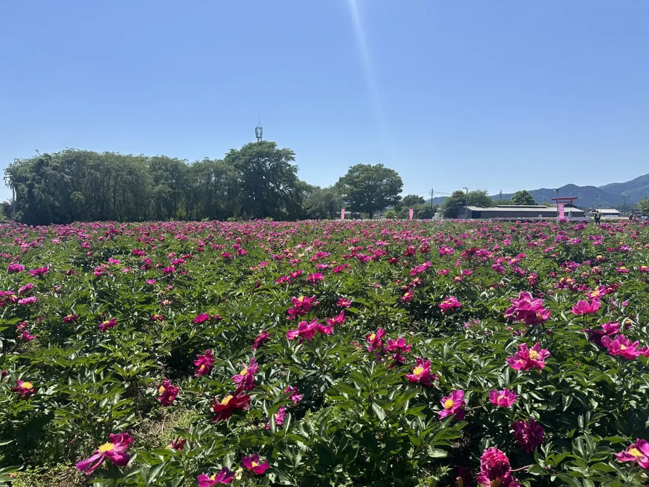 鈴鹿芍薬