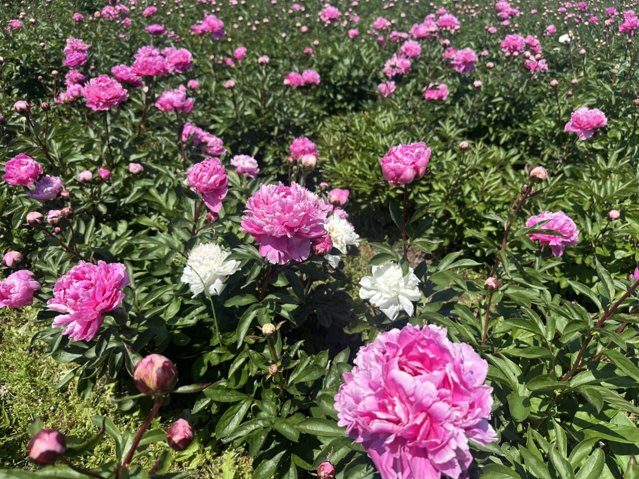 鈴鹿芍薬