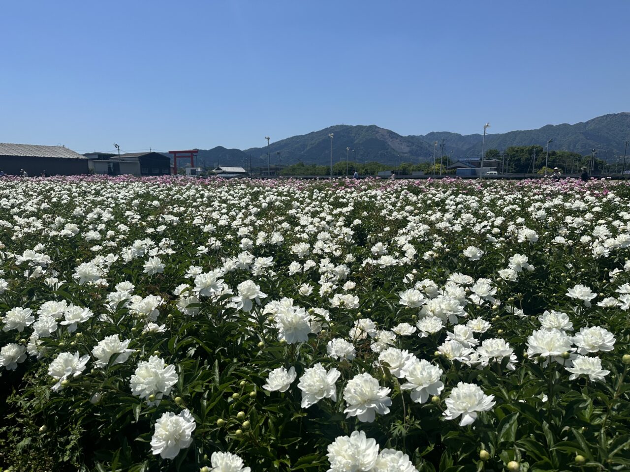 鈴鹿芍薬