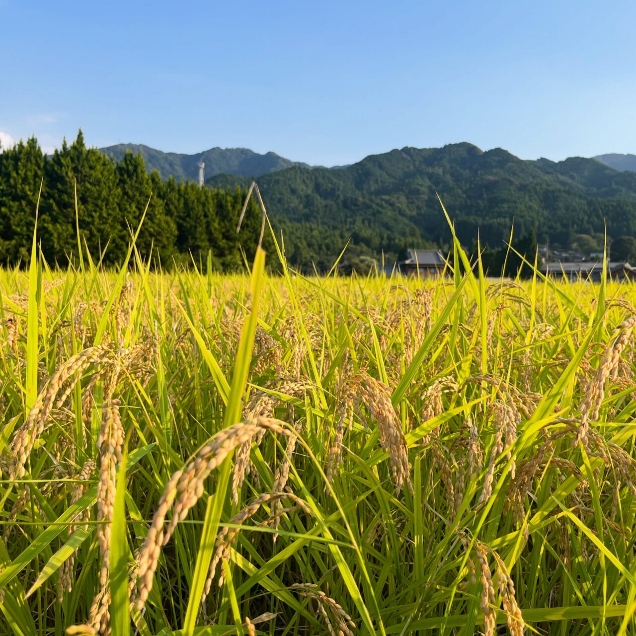 かぶとの森農園